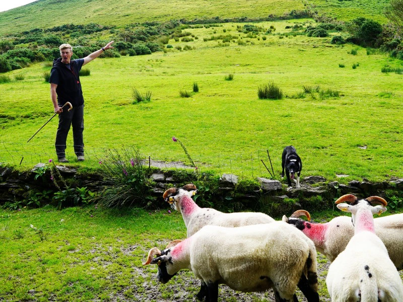 Schafhirte auf der Weide