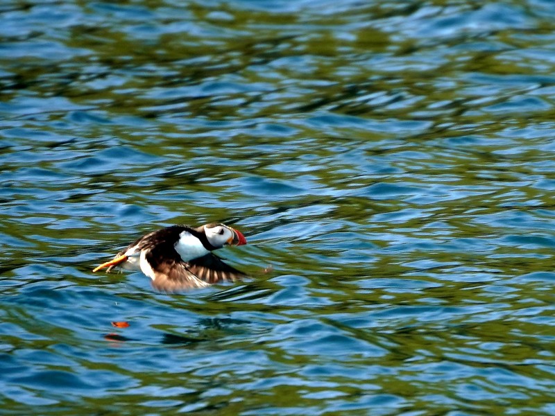 Irland dingle wild leben puffin überm Wasser
