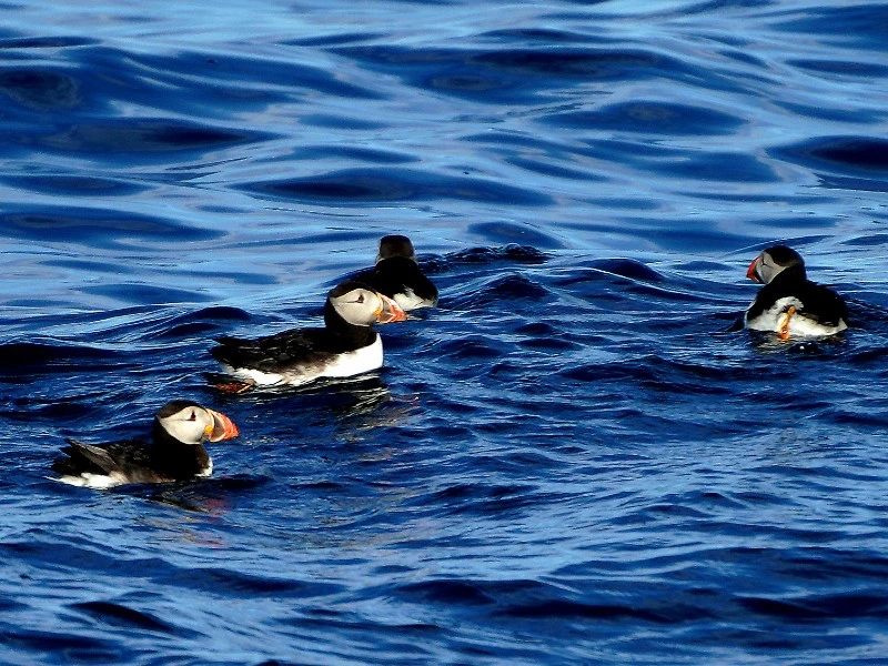 Papageitaucher im Wasser