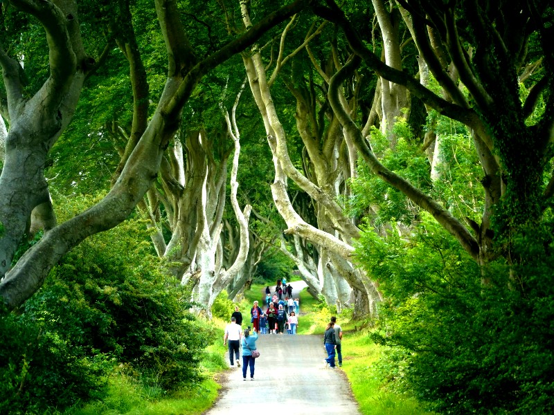 Weg im Dark Hedges Wald