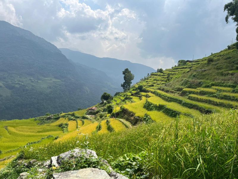 Grüne Reisterrassen beim Poon Hill Trek in Nepal