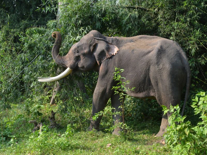 Elefant im Chitwan Nationalpark