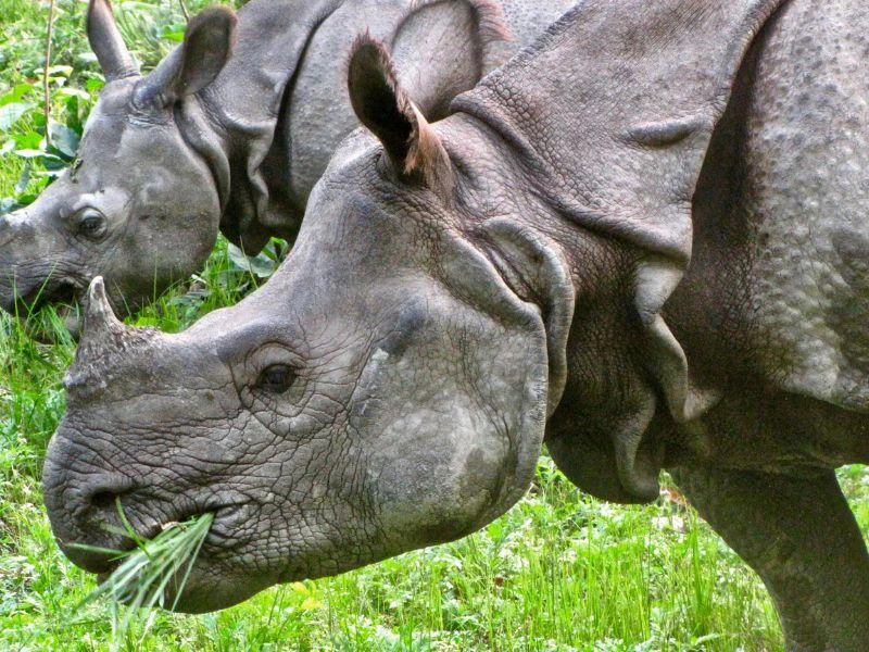 Nashörner im Chitwan Nationalpark in Nepal
