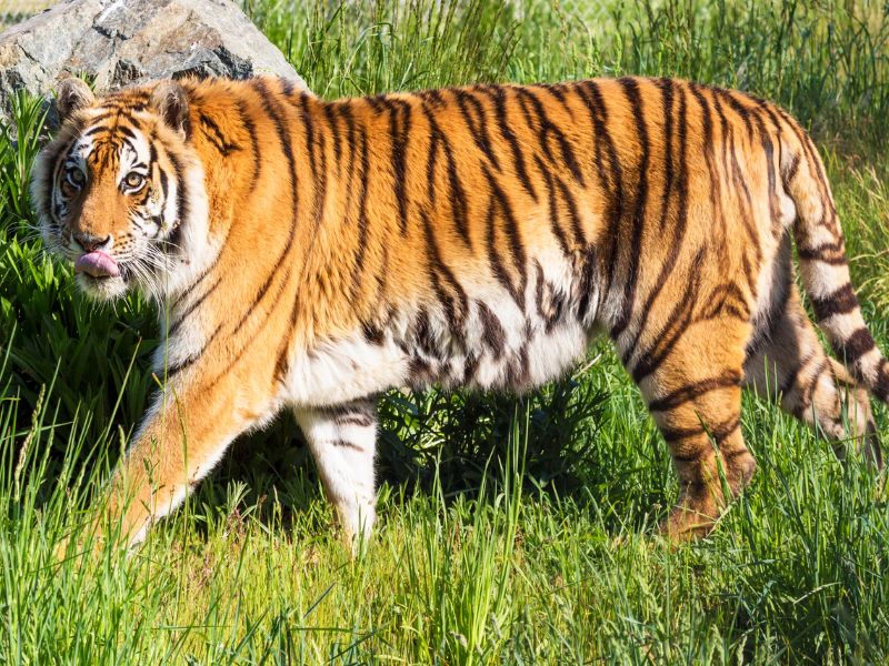 Bengalischer Tiger in Nepal