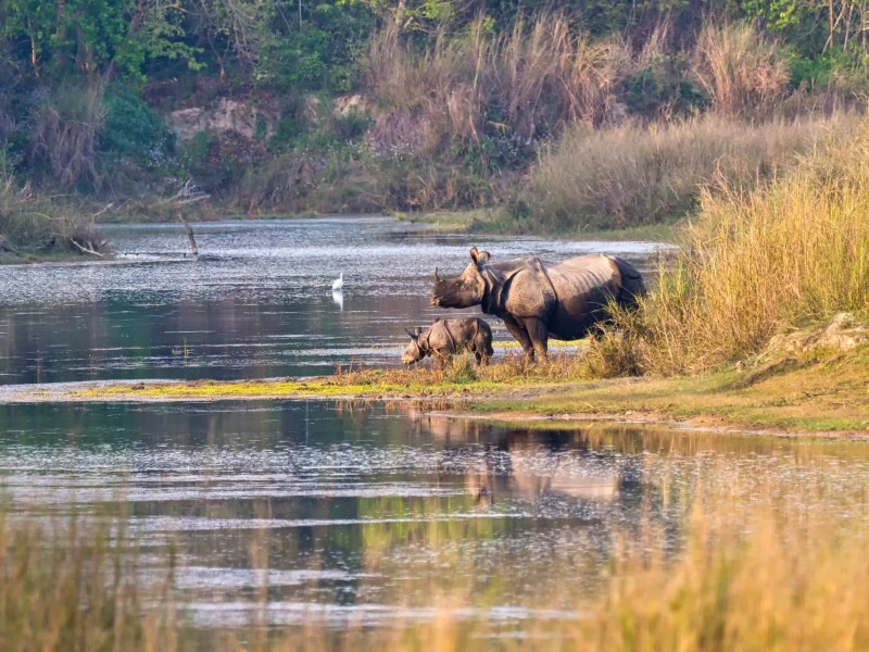 Rhinos am Flussufer im Chitwan Nationalpark