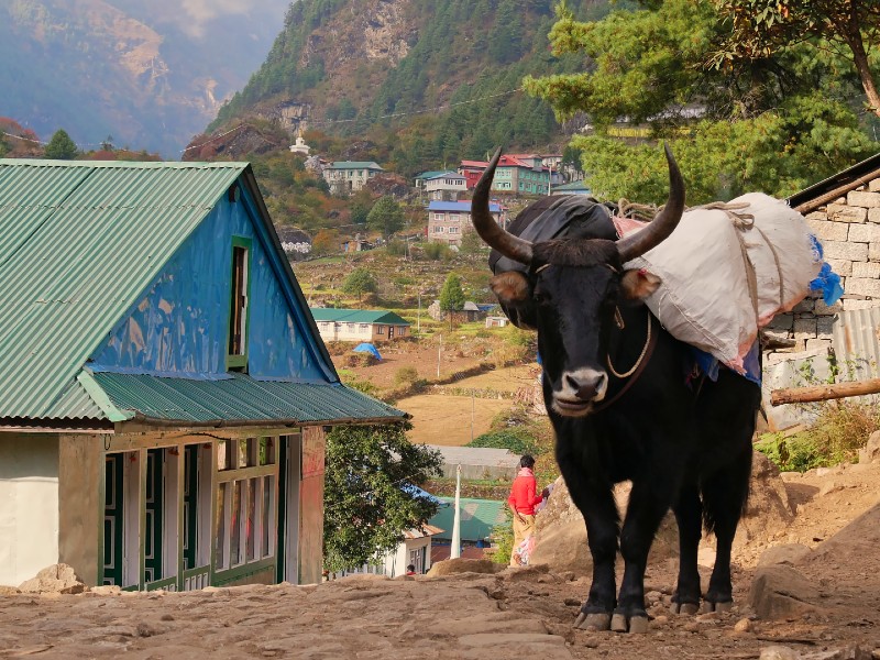 Yak in einem Dorf in der Mount Everest Gegend in Nepal