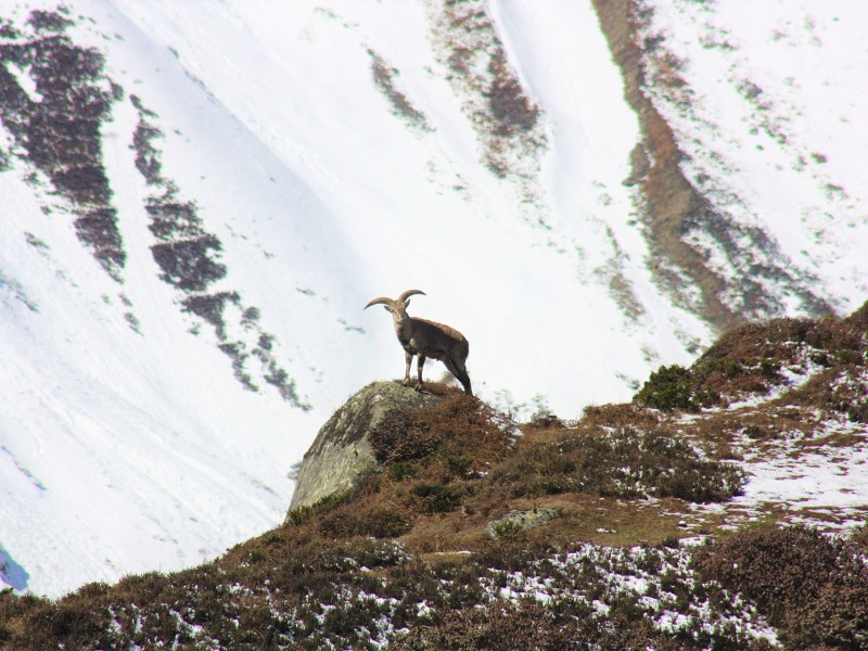 Schaf auf einem Felsvorsprung im Himalaya, Nepal