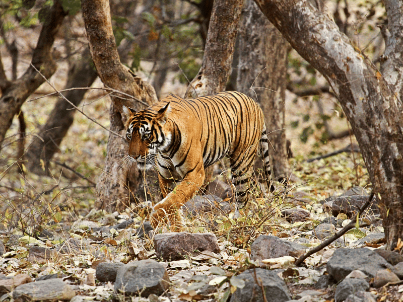 Bengalischer Tiger im Bardiya Nationalpark in Nepal