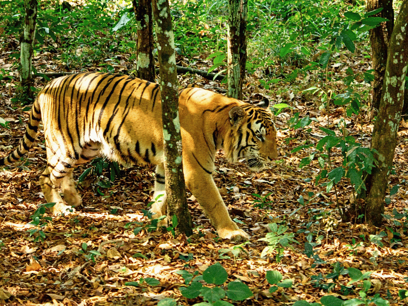 Bengalischer Tiger im Dschungel von Nepal