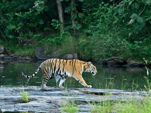 Bengalischer Tiger im Bardiya Nationalpark in Nepal