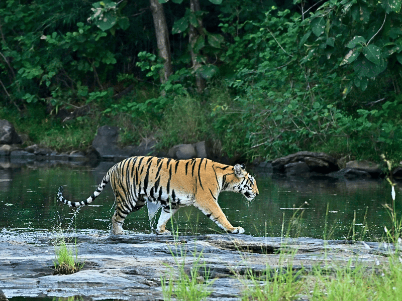 Bengalischer Tiger im Bardiya Nationalpark in Nepal