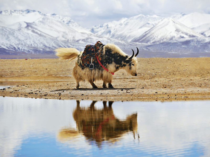 Yak am See im Himalaya in China