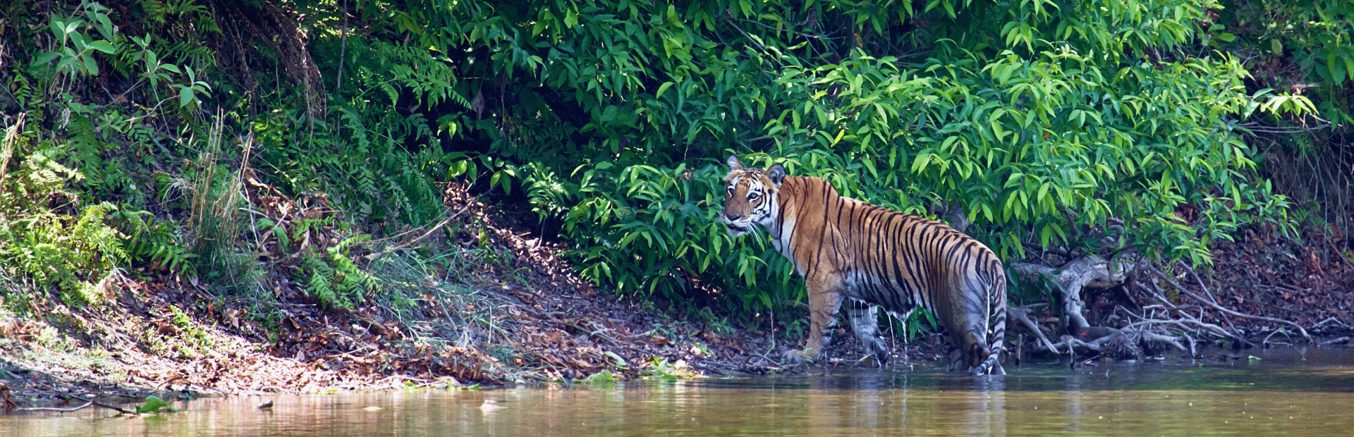 Bengalischer Tiger im Bardiya Nationalpark in Nepal