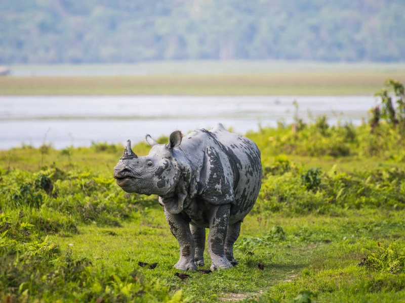 Nashorn am Wassertümpel im Kaziranga Nationalpark
