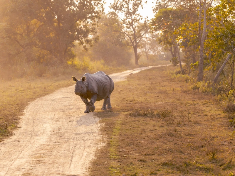 Nashorn aufm Schotterweg im Kaziranga Nationalpark