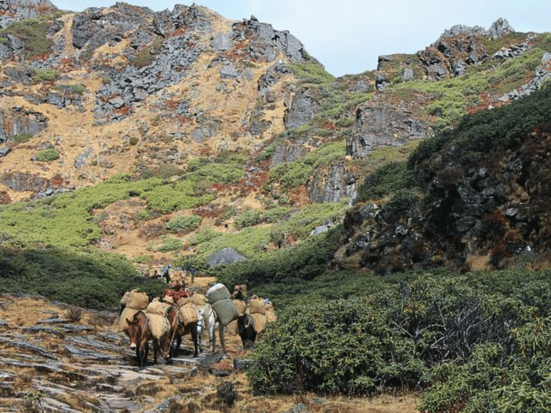 Pferde zum Gepäck tragen auf dem Druk Path Trek in Bhutan