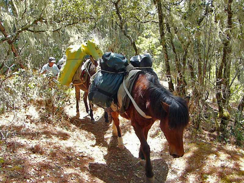 Packpferde mit Reisetaschen und Camping Equipment auf dem Wanderpfad