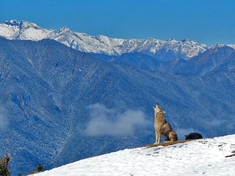 Heulender Wolf vor schneebedeckten Berggipfeln in Bhutan