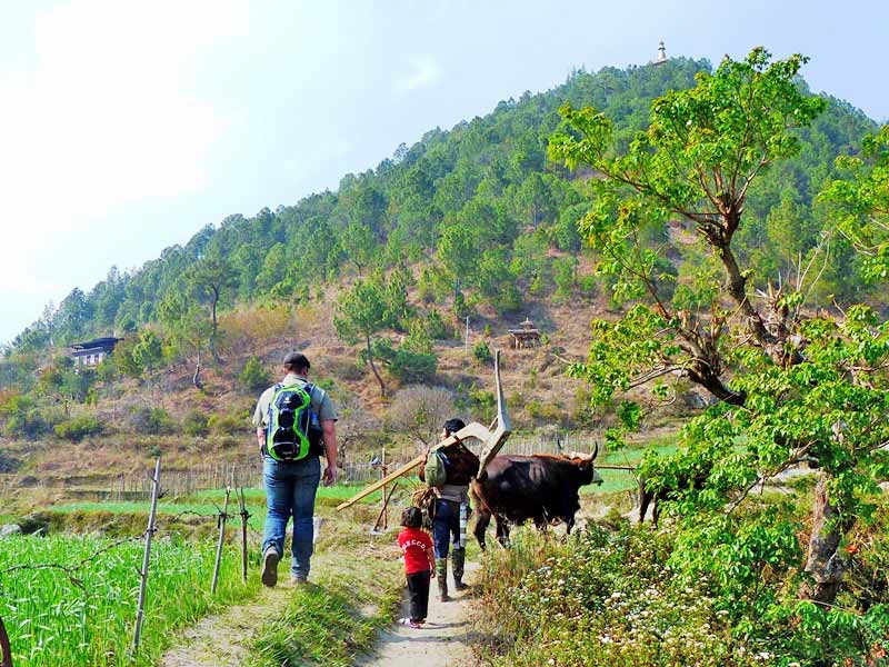 Farmer mit Kind und Ochsen bei den Feldern im Punakha Tal.