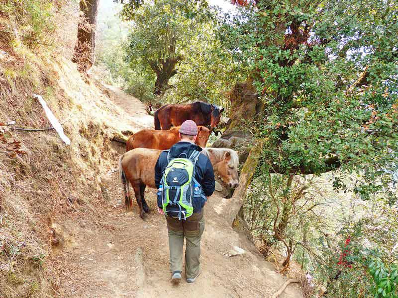 Wanderer und Pferde auf einem Trekkingpfad