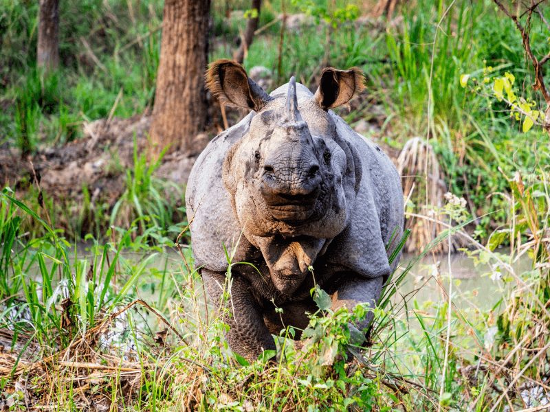Nashorn in Chitwan