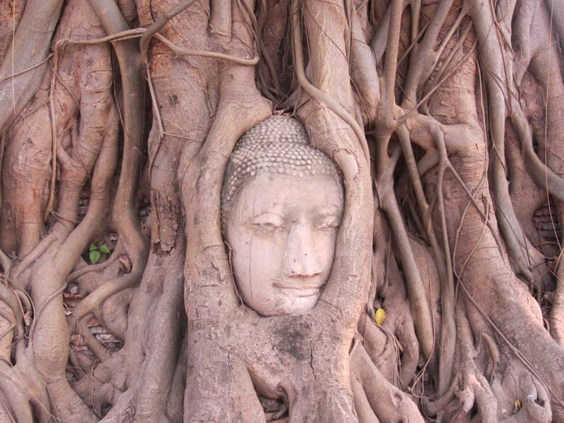 Kopf in den Wurzeln eines Baumes