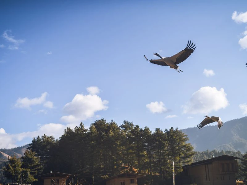 Kraniche fliegen im Kranichtal