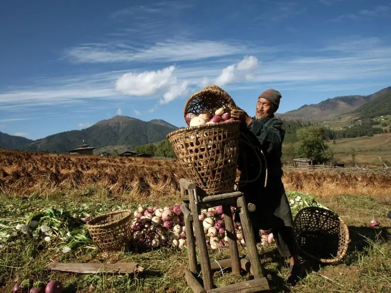 Einheimischer bei der Apfelernte im Haa Tal in Bhutan