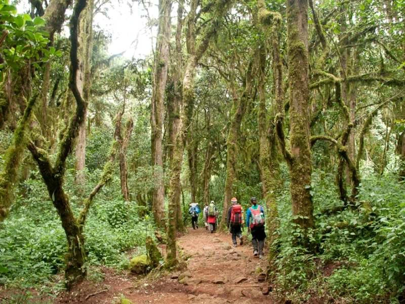 Trekking zwischen Machame Gate und Macahme Camp