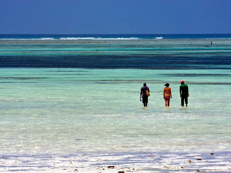 Seegras Tour Sansibar Tansania