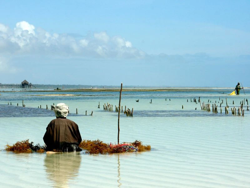 Seegras Tour Sansibar Tansania