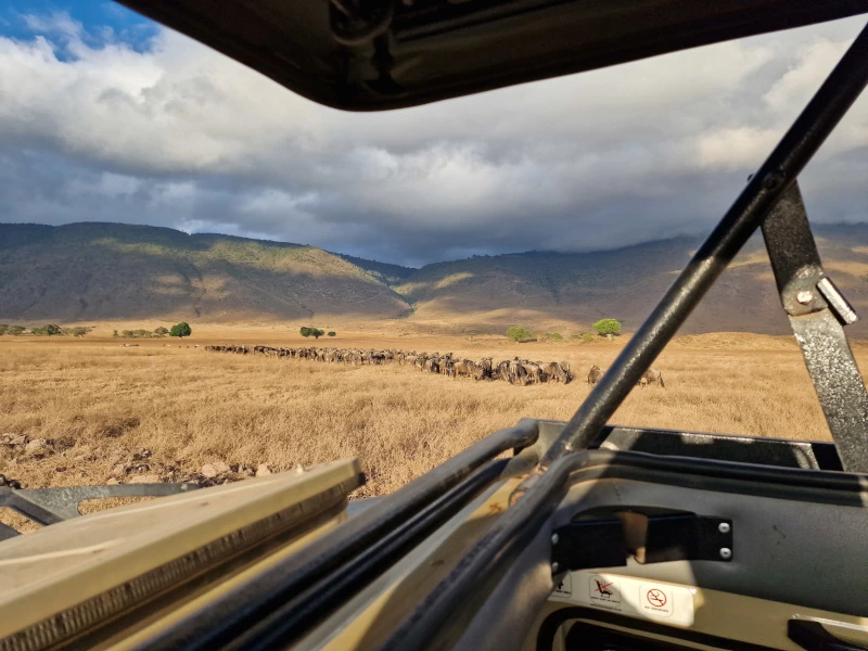 Safari im Ngorongoro Krater in Tansania