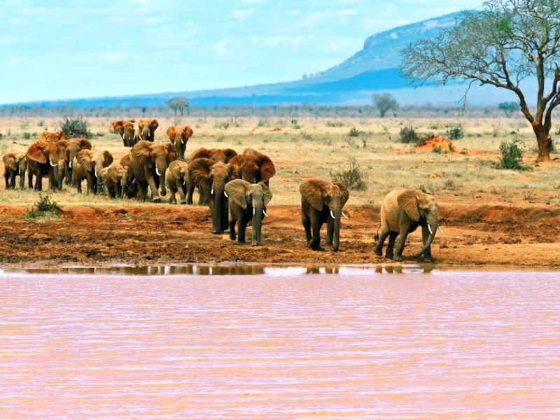 Elefanten am See im Tsavo Ost Nationalpark, Kenia