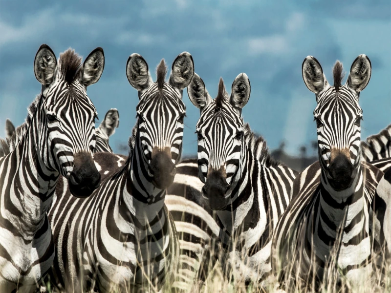 Zebras im Nationalpark
