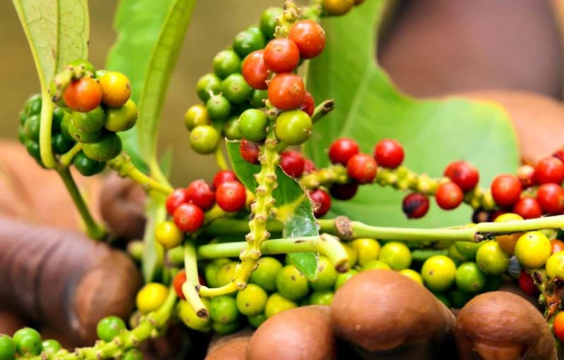 Pfeffer auf der Gewürzplantage