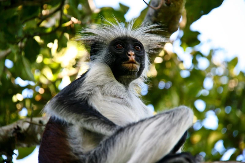 Affe im Jozani Forest - Sansibars einziger Nationalpark