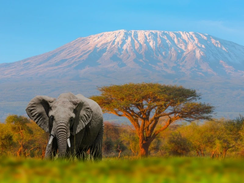 Elefant im Amboseli Nationalpark, Kenia