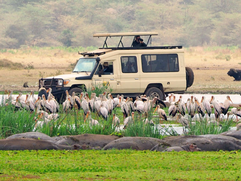 Hells Gate Nationalpark in Kenia Jeep mit Nilpferden und Störchen
