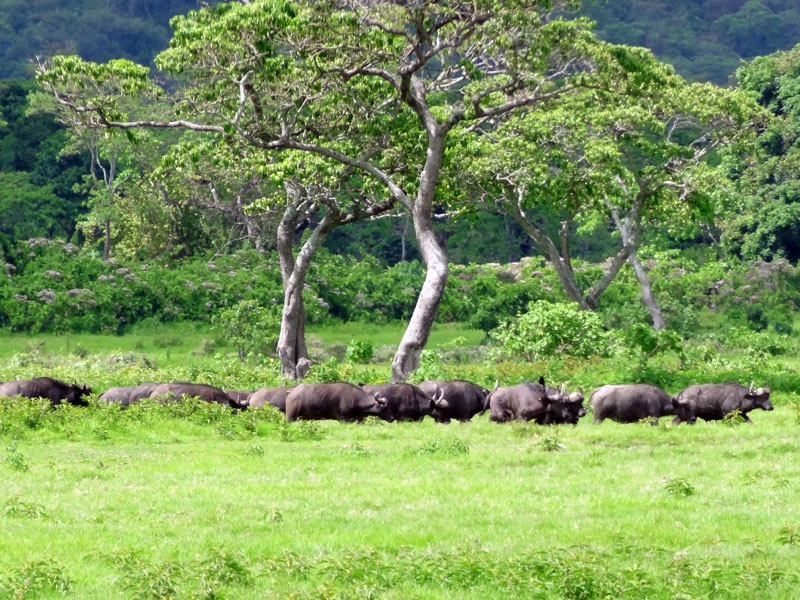 Kilimandscharo Nationalpark in Tansania