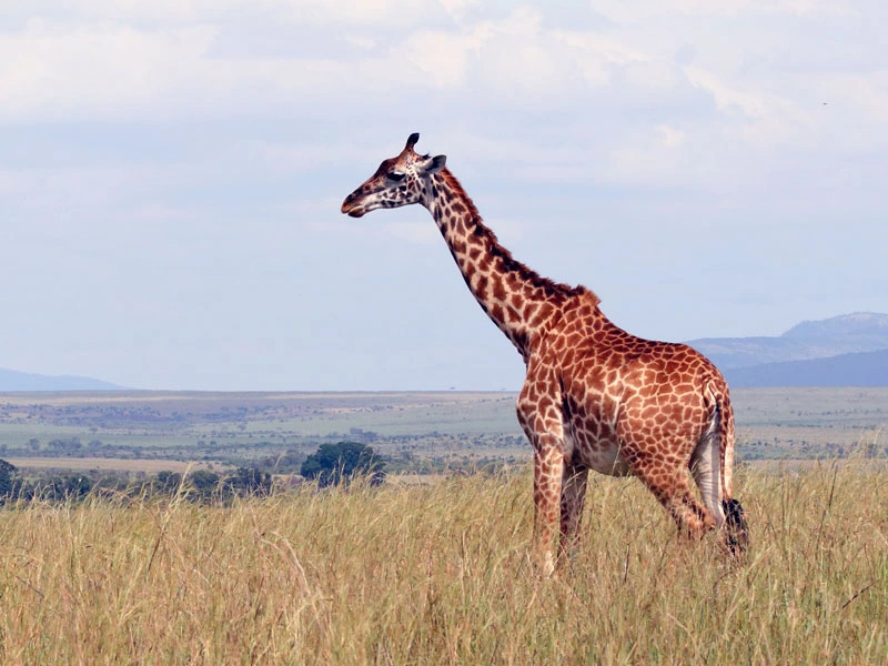 Giraffe in der Masai Mara in Kenia