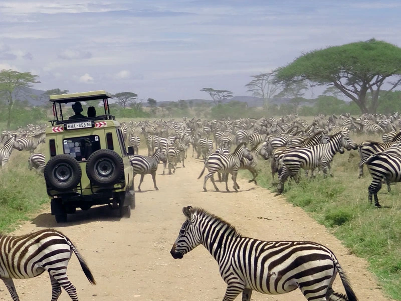 Zebraherde zwischen einem Jeep auf der Straße