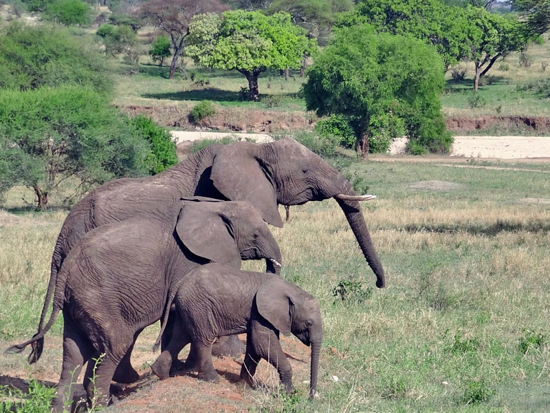 Elefanten im Tarangire Nationalpark in Tansania