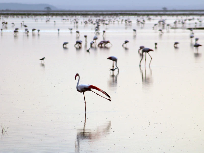 Tsavo-West Nationalpark in Kenia