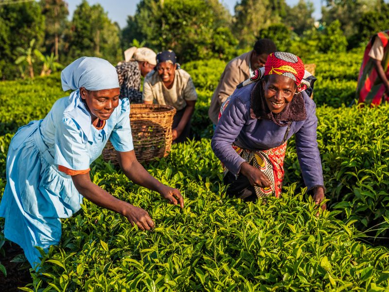 Tee Plantage Lake Naivasha Kenia