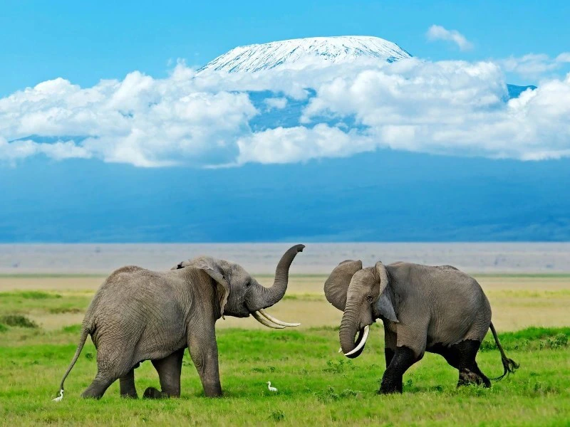 Elefanten im Amboseli Nationalpark
