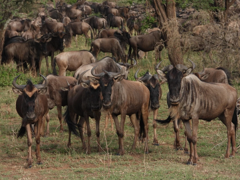Gnuherde während der Safari in der Serengeti Tansania