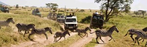 Safari in Tansania