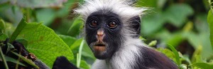 Colobus-Affe im Dschungel von Tansania