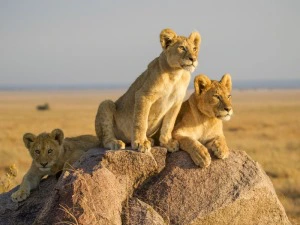 Löwen in der Serengeti in Tansania