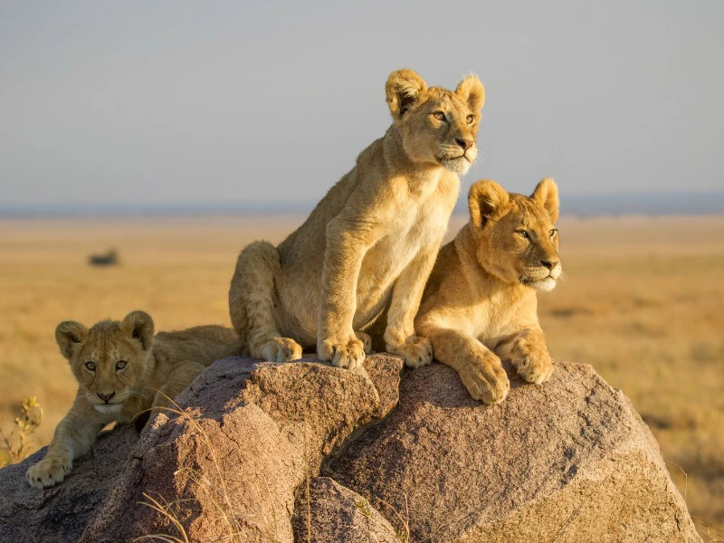 Löwen in der Serengeti in Tansania
